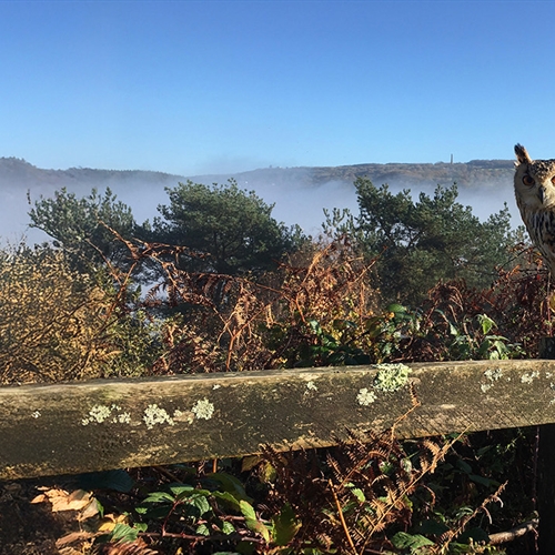 Birds of Prey in Devon